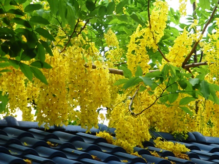 Ho Chi Minh City shines with golden shower tree flowers